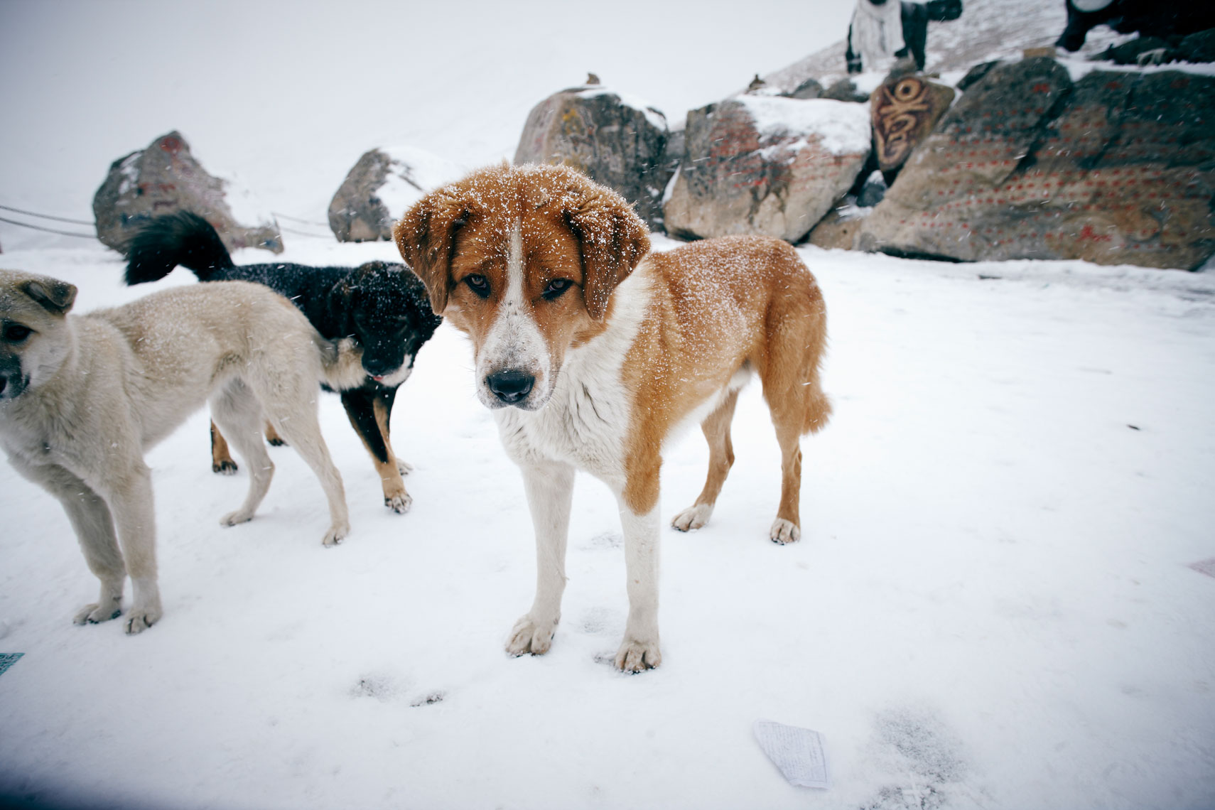 onken_111028_Tibet_143