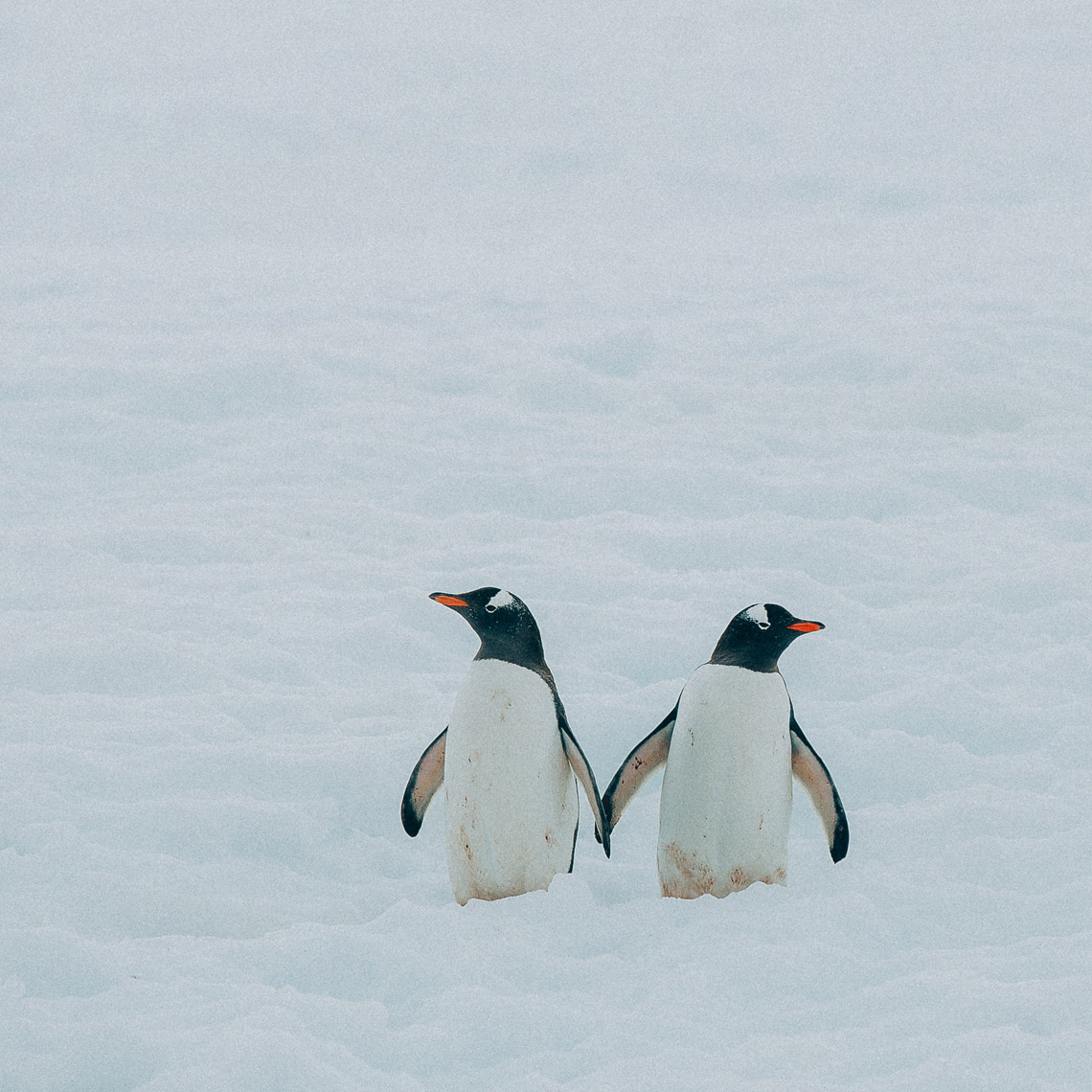 onken_150127_ANTARCTICA_1434